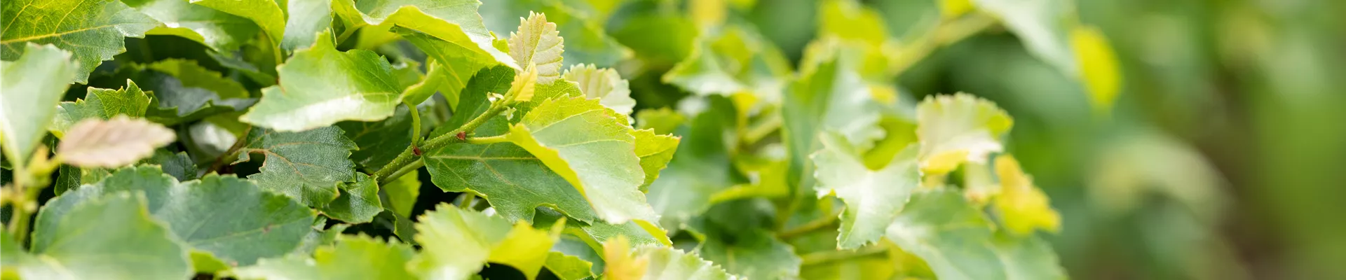 Betula pendula 'Magical Globe' Betula pendula 'Magical Globe'