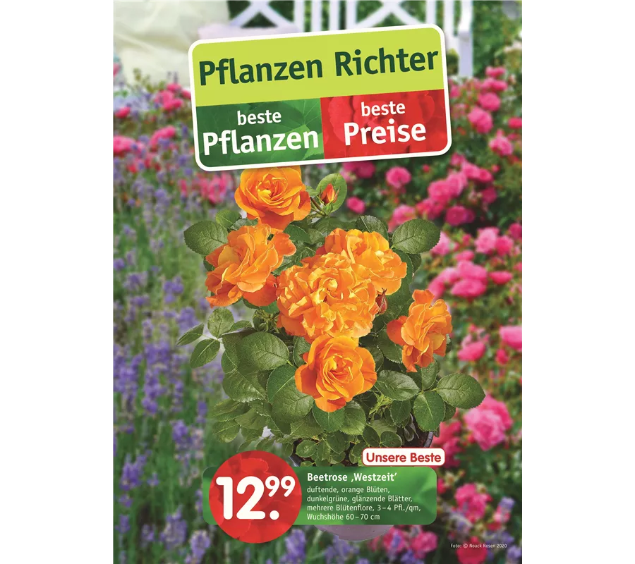 Beilagen Pflanzen Richter Einkaufs GmbH