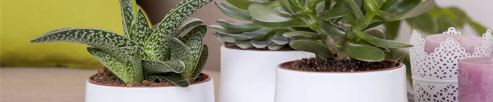 Aloe aristata 'Magic' Aloe aristata 'Magic'