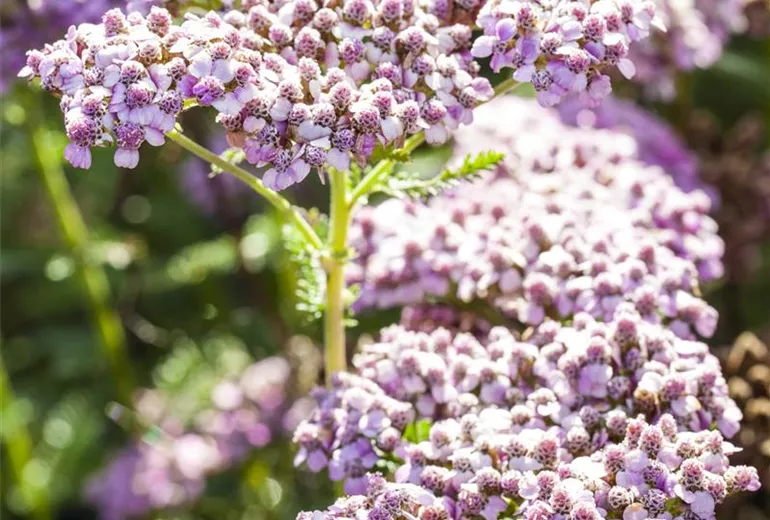 Achillea millefolium, rosa Achillea millefolium, rosa