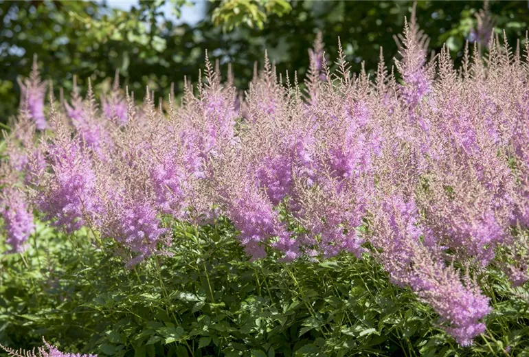 Astilbe japonica Astilbe japonica