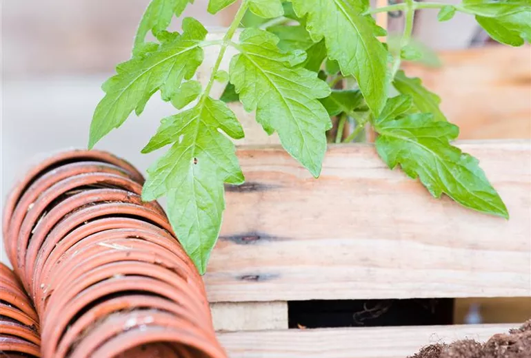 Tomaten Anzucht Tomaten Anzucht