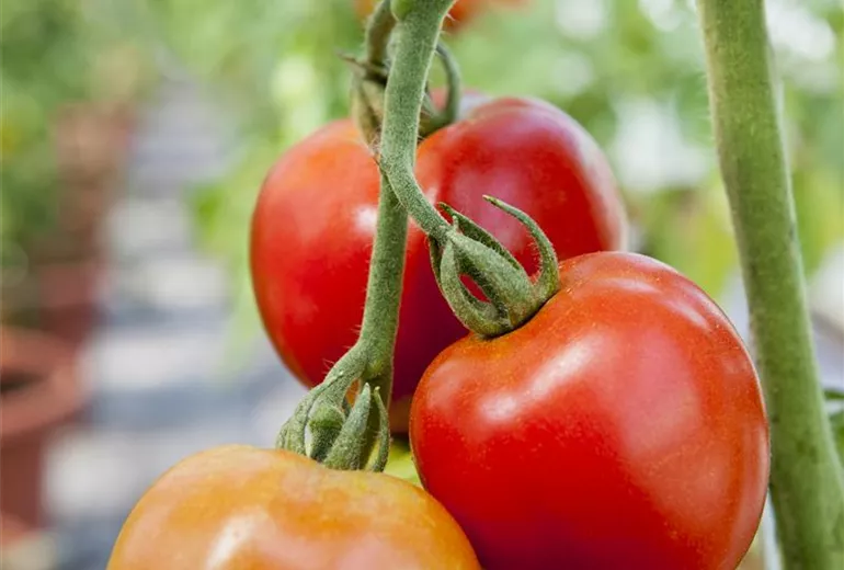 Solanum lycopersicum Solanum lycopersicum