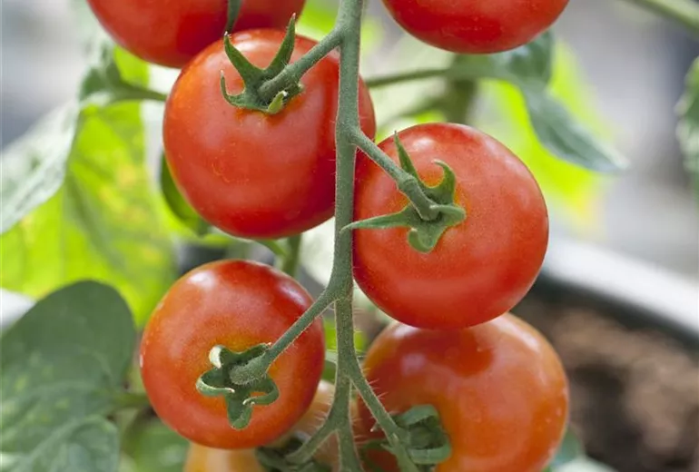 Solanum lycopersicum Solanum lycopersicum