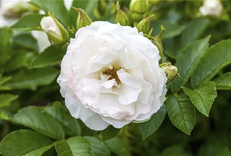 Rosa x centifolia