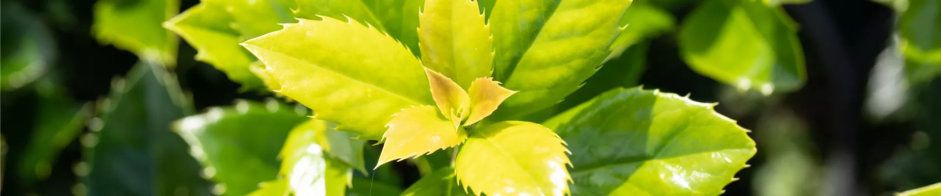 Ilex meserveae 'Heckenfee'®(s) Ilex meserveae 'Heckenfee'®(s)