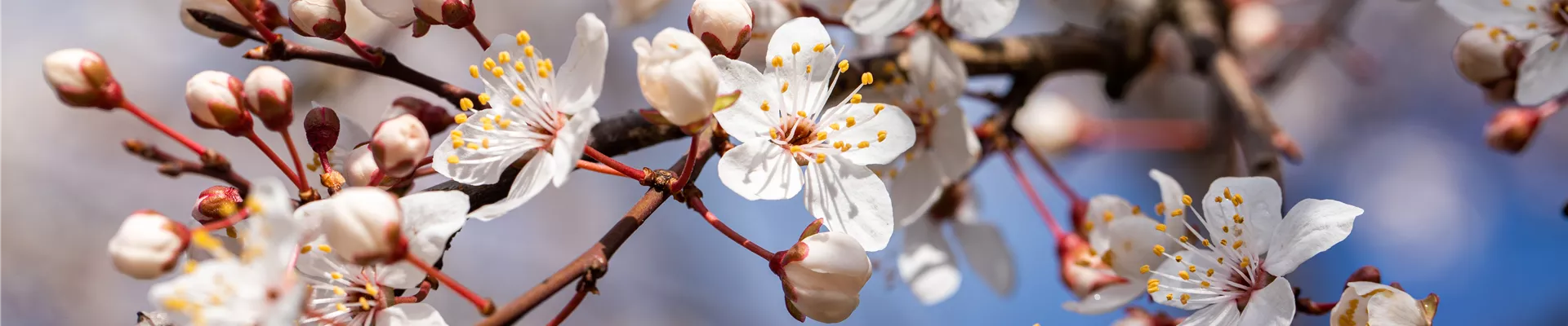 Prunus incisa Prunus incisa