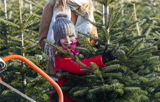 Den Weihnachtsbaum richtig aufstellen - so wird’s gemacht