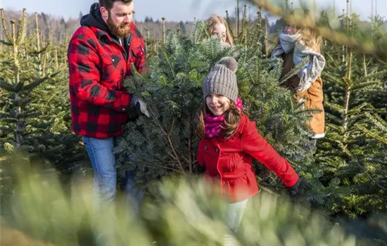 Den Weihnachtsbaum ins Haus holen – das ist zu beachten