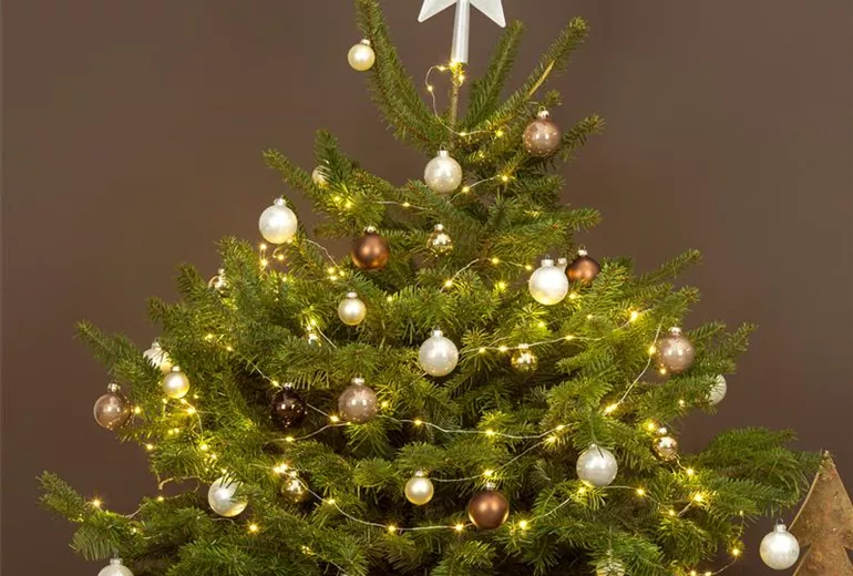 Abies nordmanniana