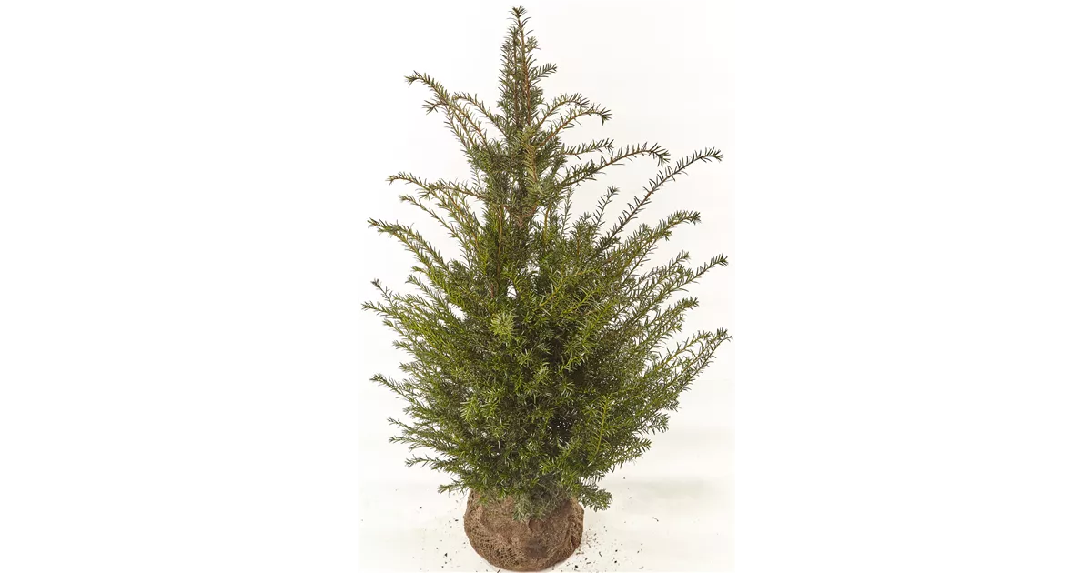 goldfruchtpalme xxl Künstliche Goldfruchtpalme - Eva | 200 cm