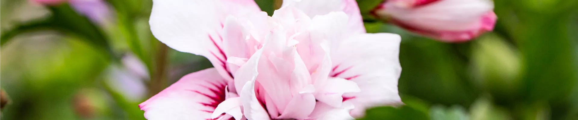 Hibiscus syriacus 'Lady Stanley'