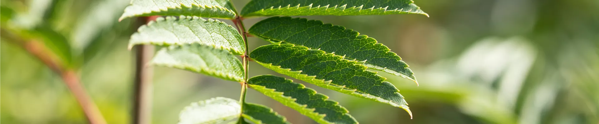 Sorbus 'Joseph Rock' Sorbus 'Joseph Rock'