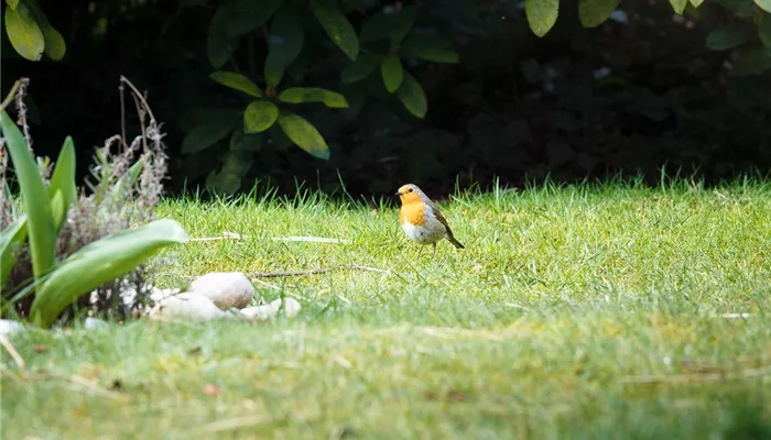 Richtige Vogelfütterung Richtige Vogelfütterung