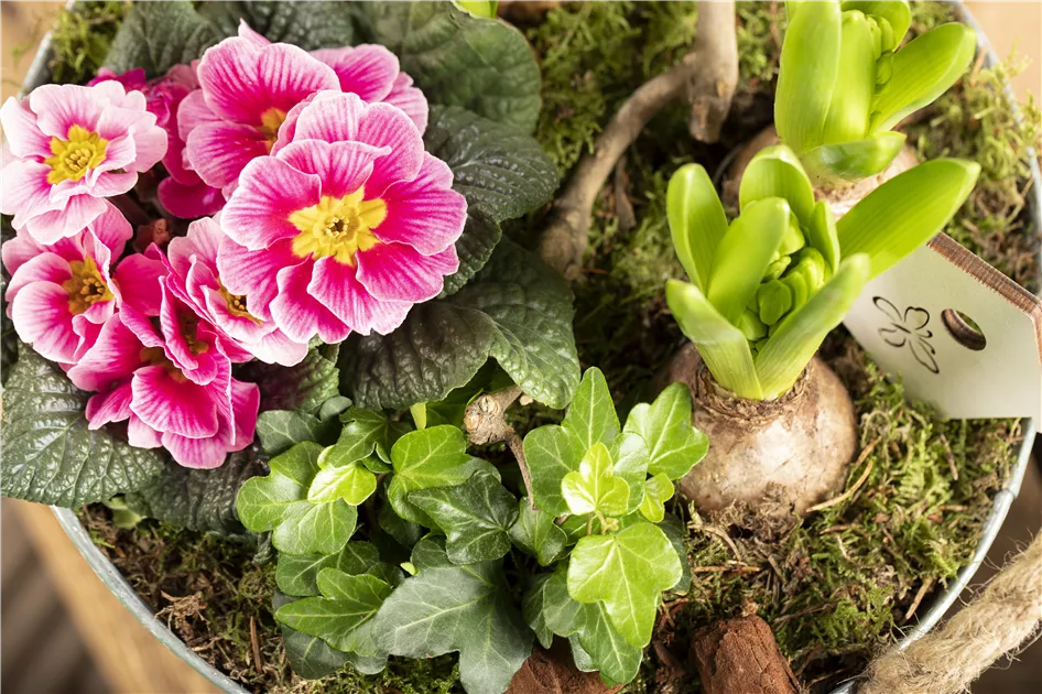 zimmerefeu gieen Zimmerefeu kaufen | Hedera Helix Wonder