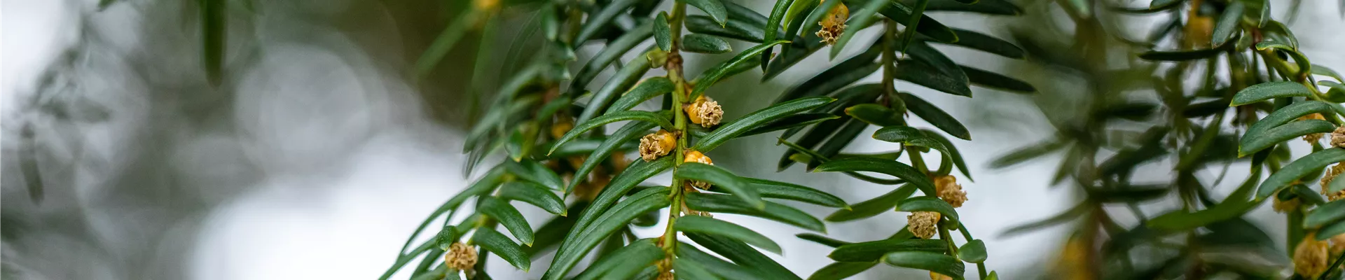 Taxus baccata Taxus baccata