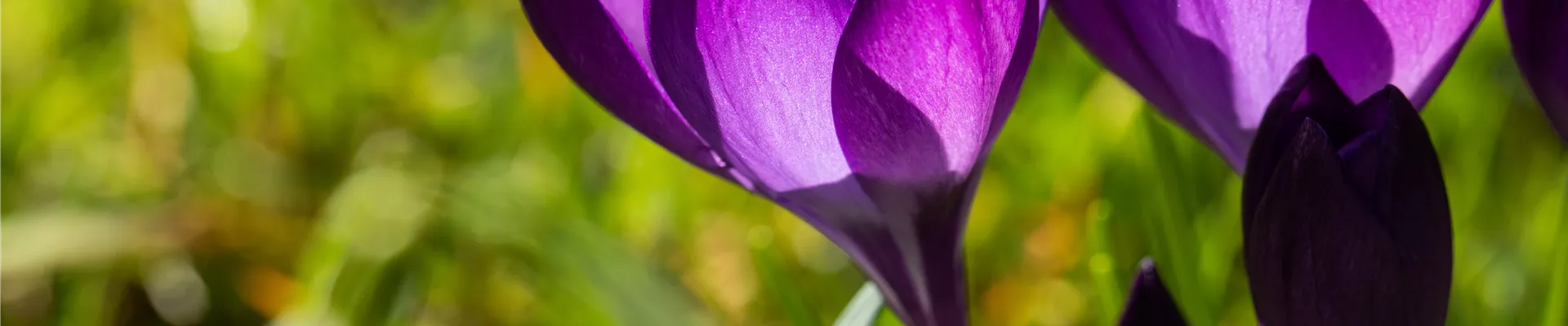 Crocus vernus, violett Crocus vernus, violett