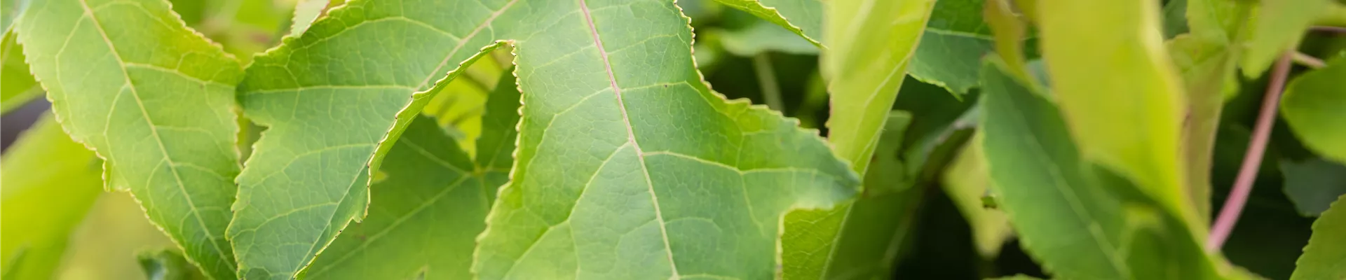 Liquidambar styraciflua Liquidambar styraciflua