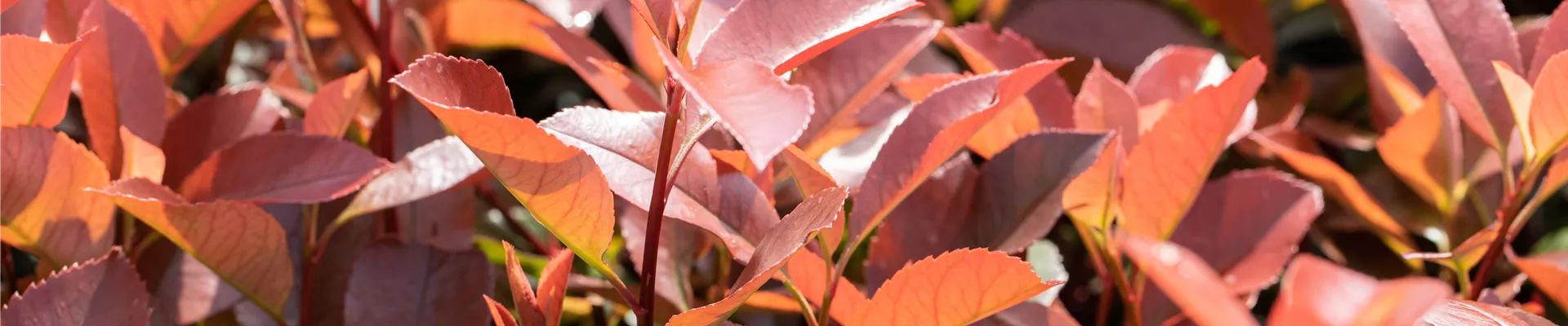 Photinia fraseri 'Red Robin'