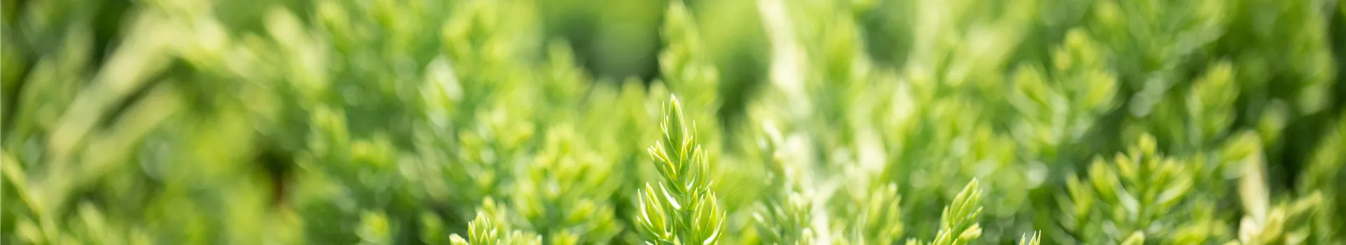 Juniperus procumbens 'Nana'
