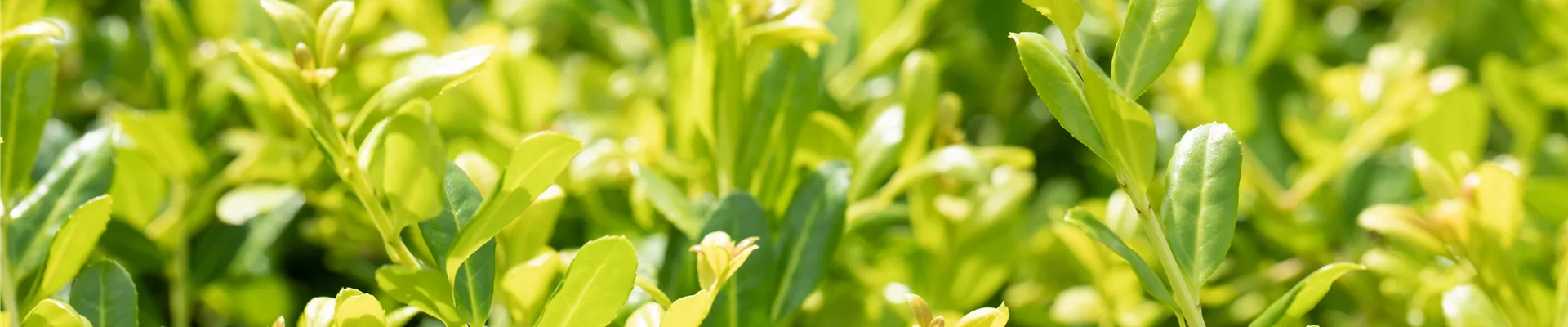 Ilex crenata 'Glorie Gem' Ilex crenata 'Glorie Gem'