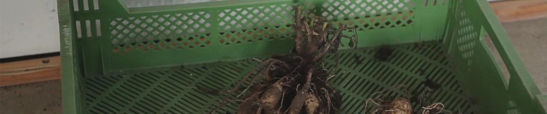 Dahlien - Überwintern (thumbnail) Dahlien - Überwintern (thumbnail)