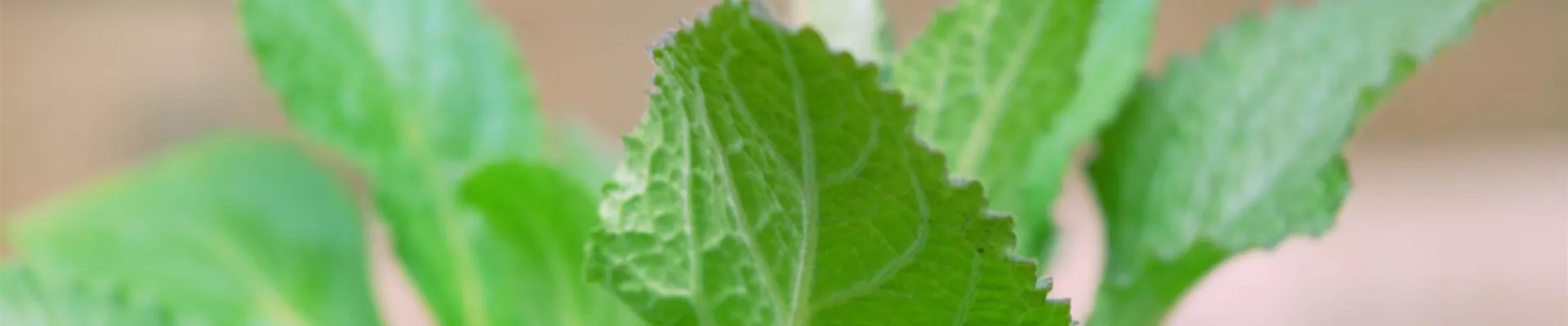 Fingerhut - Einpflanzen im Garten (thumbnail) Fingerhut - Einpflanzen im Garten (thumbnail)