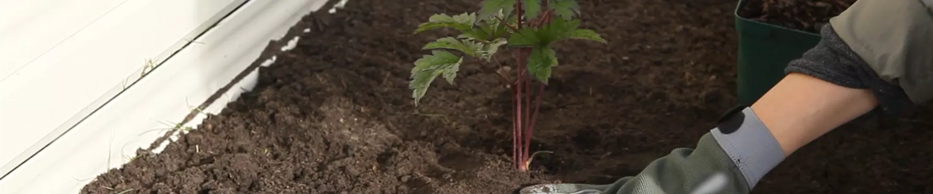 Silberkerzen - Einpflanzen Im Garten (Thumbnail) Silberkerzen - Einpflanzen Im Garten (Thumbnail)