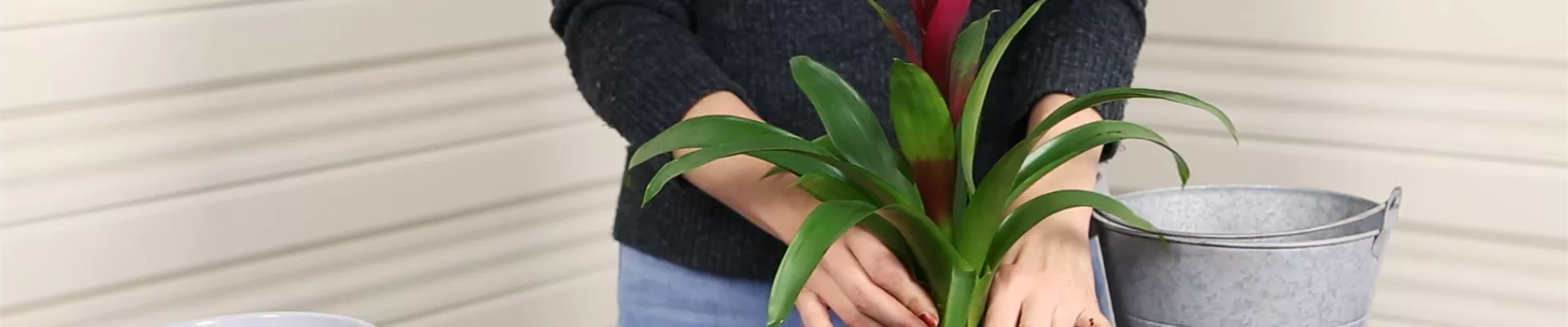 Bromelie - Einpflanzen in ein Gefäß (Thumbnail) Bromelie - Einpflanzen in ein Gefäß (Thumbnail)