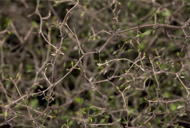 Corokia cotoneaster Corokia cotoneaster