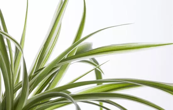 Die Grünlilie in einer Hydrokultur Die Grünlilie in einer Hydrokultur