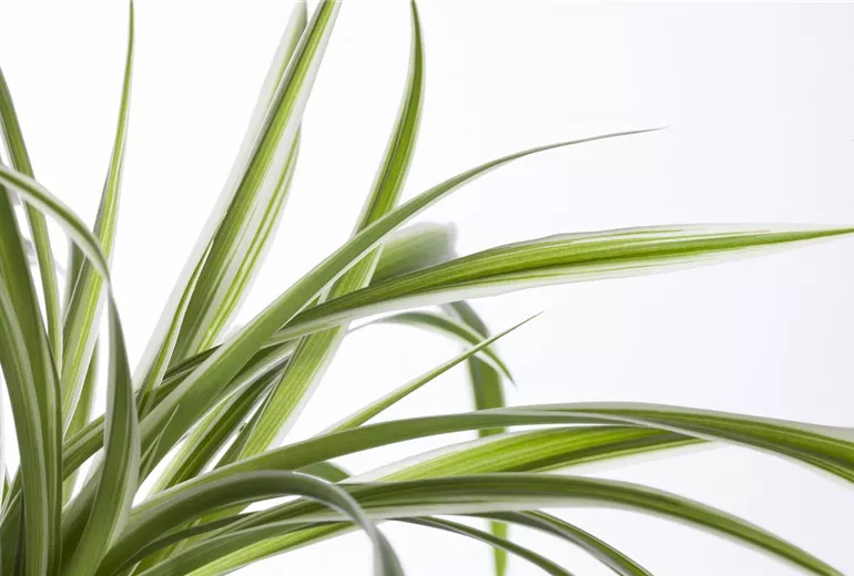 Chlorophytum comosum 'Variegatum' Chlorophytum comosum 'Variegatum'