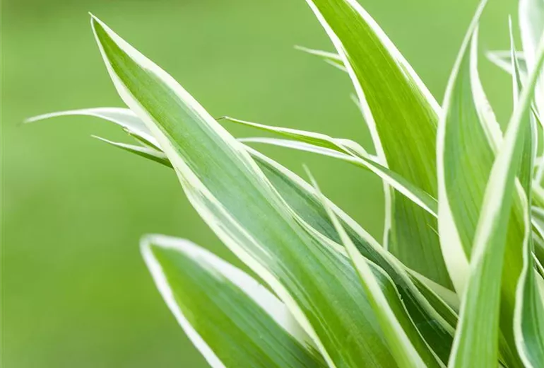 Chlorophytum comosum Chlorophytum comosum