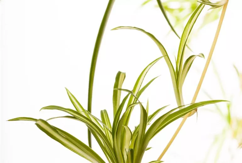 Chlorophytum comosum 'Variegatum' Chlorophytum comosum 'Variegatum'