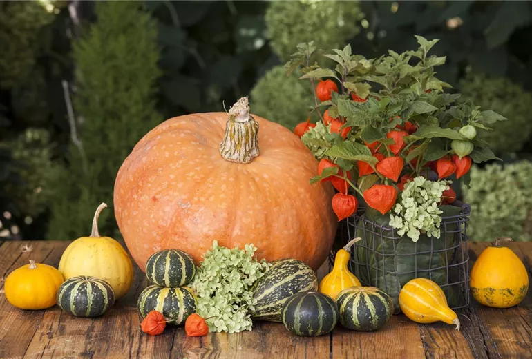 Physalis alkekengi Physalis alkekengi