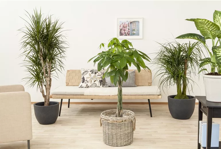 Beaucarnea recurvata Beaucarnea recurvata