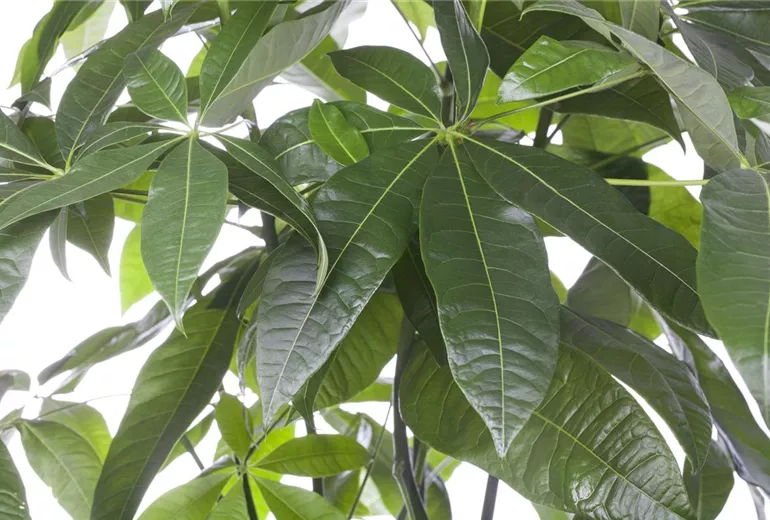 Pachira aquatica Pachira aquatica