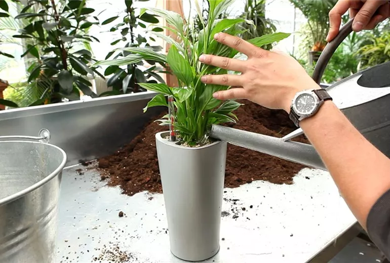 Einblatt - Einpflanzen in ein Gefäß (6)