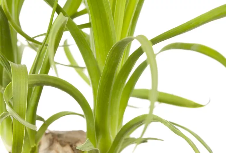 Beaucarnea recurvata Beaucarnea recurvata