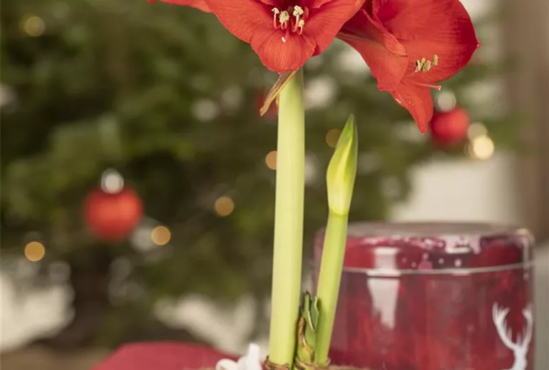 Hippeastrum Hippeastrum