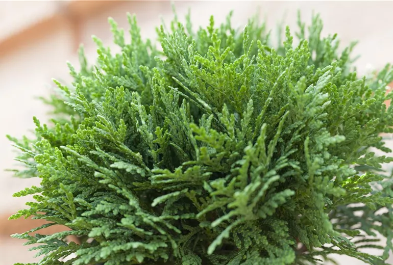 Thuja occidentalis 'Danica' Thuja occidentalis 'Danica'