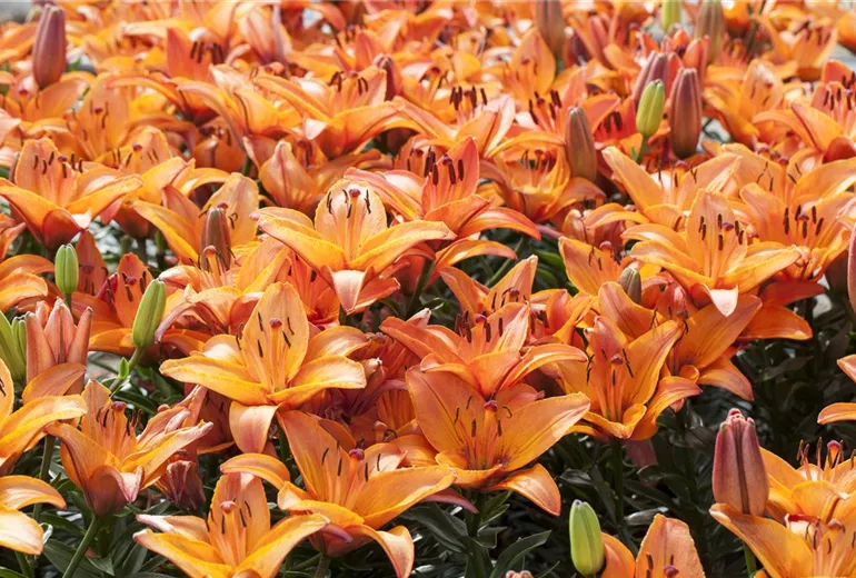 Lilium 'Abbeville Pride'