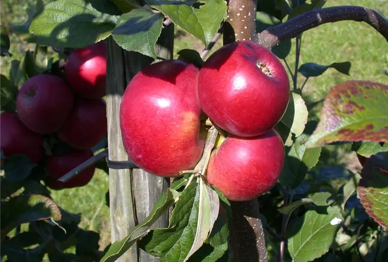 Malus domestica 'Lane´s Prince Albert' Malus domestica 'Lane´s Prince Albert'