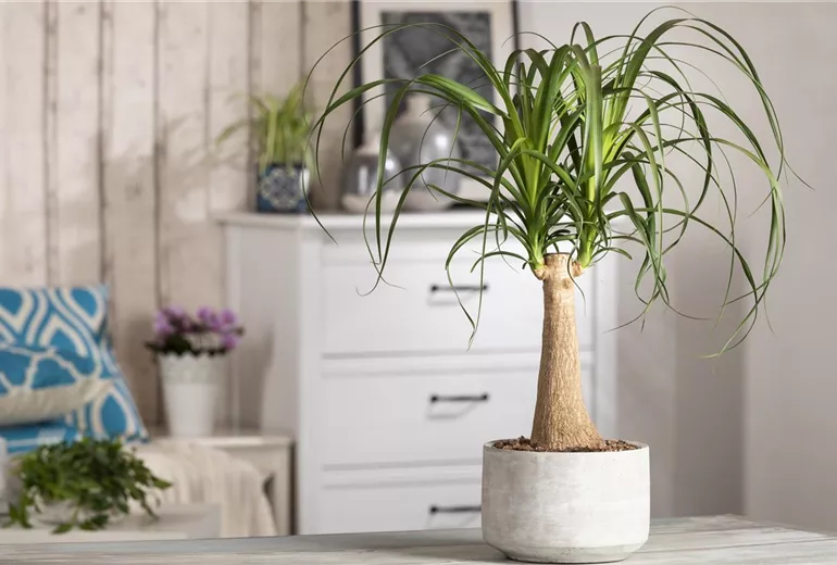 Beaucarnea recurvata, Stamm Beaucarnea recurvata, Stamm