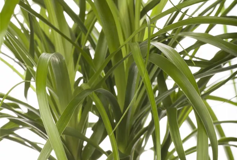 Beaucarnea recurvata Beaucarnea recurvata