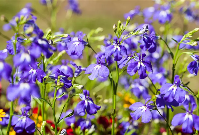 Lobelia erinus, blau Lobelia erinus, blau