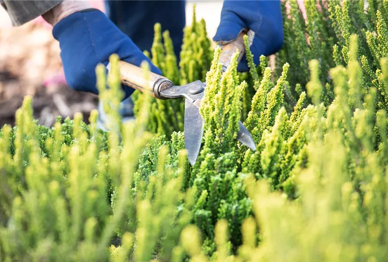 Calluna Vulgaris 'Zipi' Calluna Vulgaris 'Zipi'