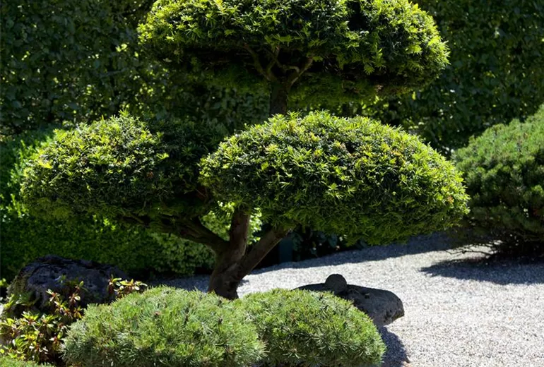 Pinus mugo Pinus mugo