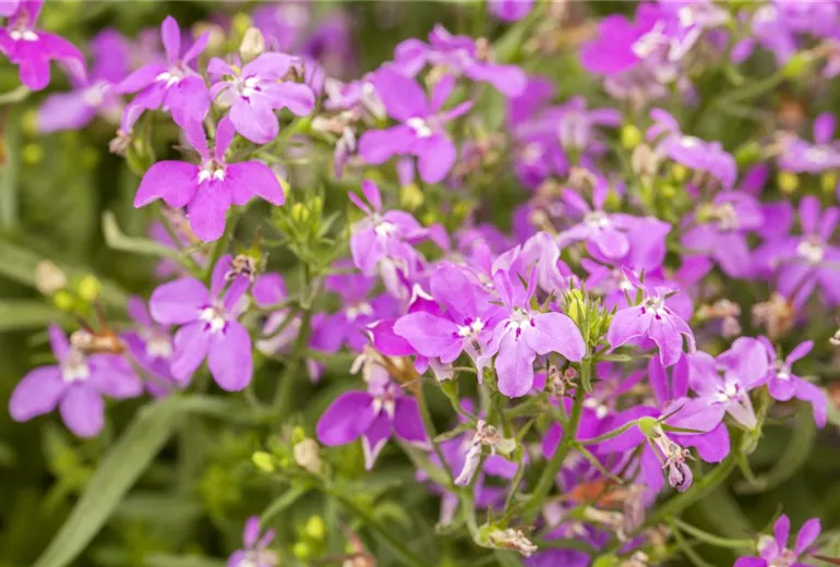 Lobelia erinus, rosa