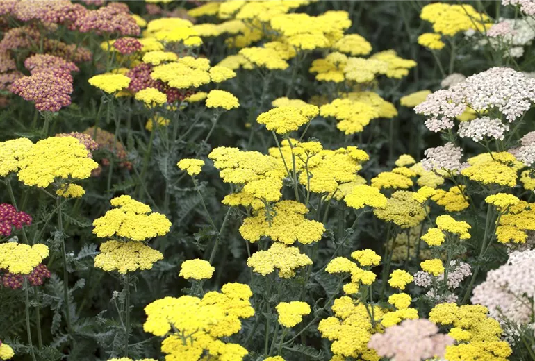 Achillea clypeolata 'Moonshine' Achillea clypeolata 'Moonshine'